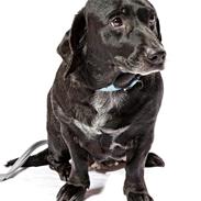 Blanding af racer mille