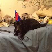 Blanding af racer mille