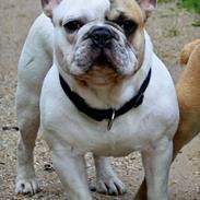 Fransk bulldog Konrad