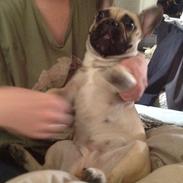 Fransk bulldog Paula