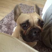 Fransk bulldog Paula