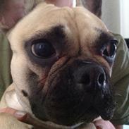 Fransk bulldog Paula