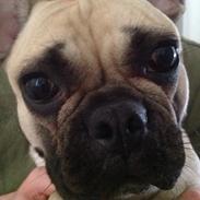 Fransk bulldog Paula