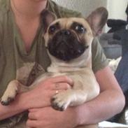 Fransk bulldog Paula