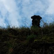 Labrador retriever Sofus