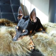 Dvaergpinscher King (2003 - 2016)