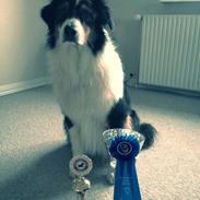 Australian shepherd Cash (Cassie)