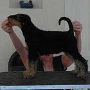 Airedale terrier Shadow Of Aire Love Song