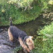 Welsh terrier Jazzy