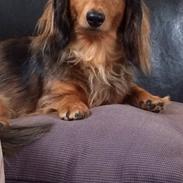 Gravhund Pippi