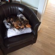 Gravhund Pippi