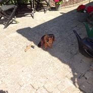 Gravhund Pippi