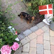 Gravhund Pippi