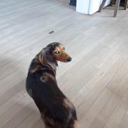 Gravhund Pippi