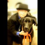 Labrador retriever Balder