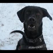 Labrador retriever Balder