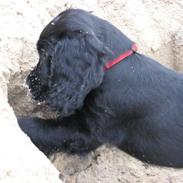 Cocker spaniel Buffy