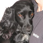 Cocker spaniel Buffy