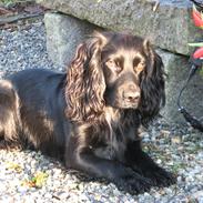Cocker spaniel Buffy