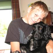 Cocker spaniel Buffy