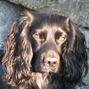 Cocker spaniel Buffy