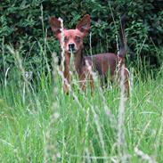 Blanding af racer Cola (Mølle)