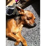 Blanding af racer Cola (Mølle)