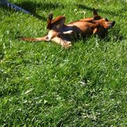 Blanding af racer Cola (Mølle)