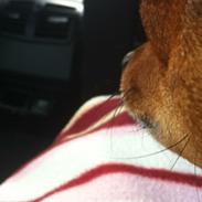 Blanding af racer Cola (Mølle)