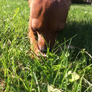 Blanding af racer Cola (Mølle)