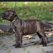Staffordshire bull terrier braunstaff heavenly gift aka chili