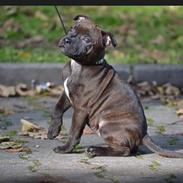 Staffordshire bull terrier braunstaff heavenly gift aka chili