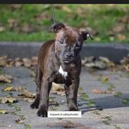 Staffordshire bull terrier braunstaff heavenly gift aka chili