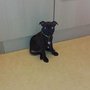 Staffordshire bull terrier braunstaff heavenly gift aka chili