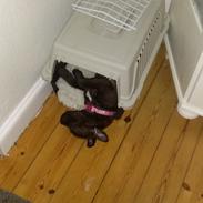 Staffordshire bull terrier braunstaff heavenly gift aka chili