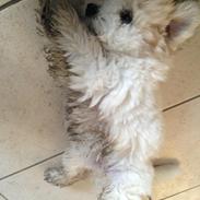 Coton de tulear Chanell