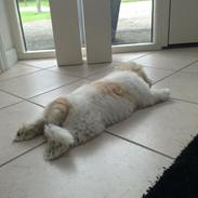 Coton de tulear Chanell