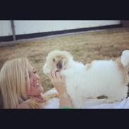 Coton de tulear Chanell
