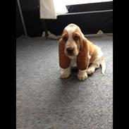 Basset hound Mille