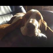 Basset hound Mille
