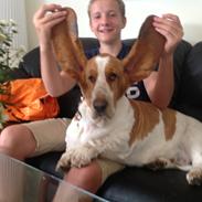 Basset hound Mille