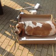 Basset hound Mille