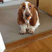 Basset hound Mille