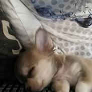 Chihuahua Milo