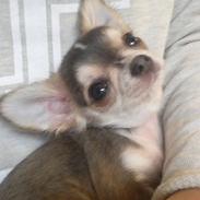 Chihuahua Milo