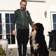Berner sennenhund bocjo