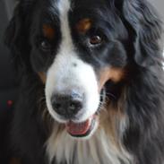 Berner sennenhund bocjo