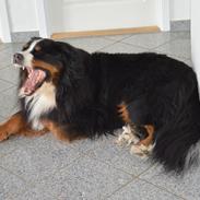 Berner sennenhund bocjo