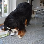 Berner sennenhund bocjo