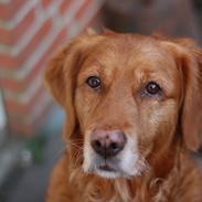 Golden retriever Emma